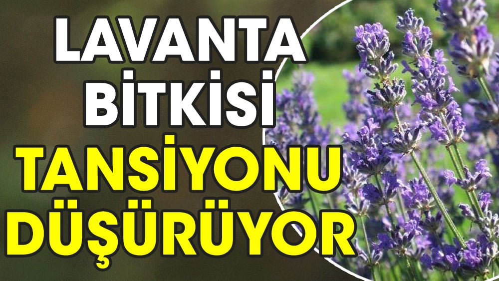 Lavanta bitkisi tansiyonu düşürüyor