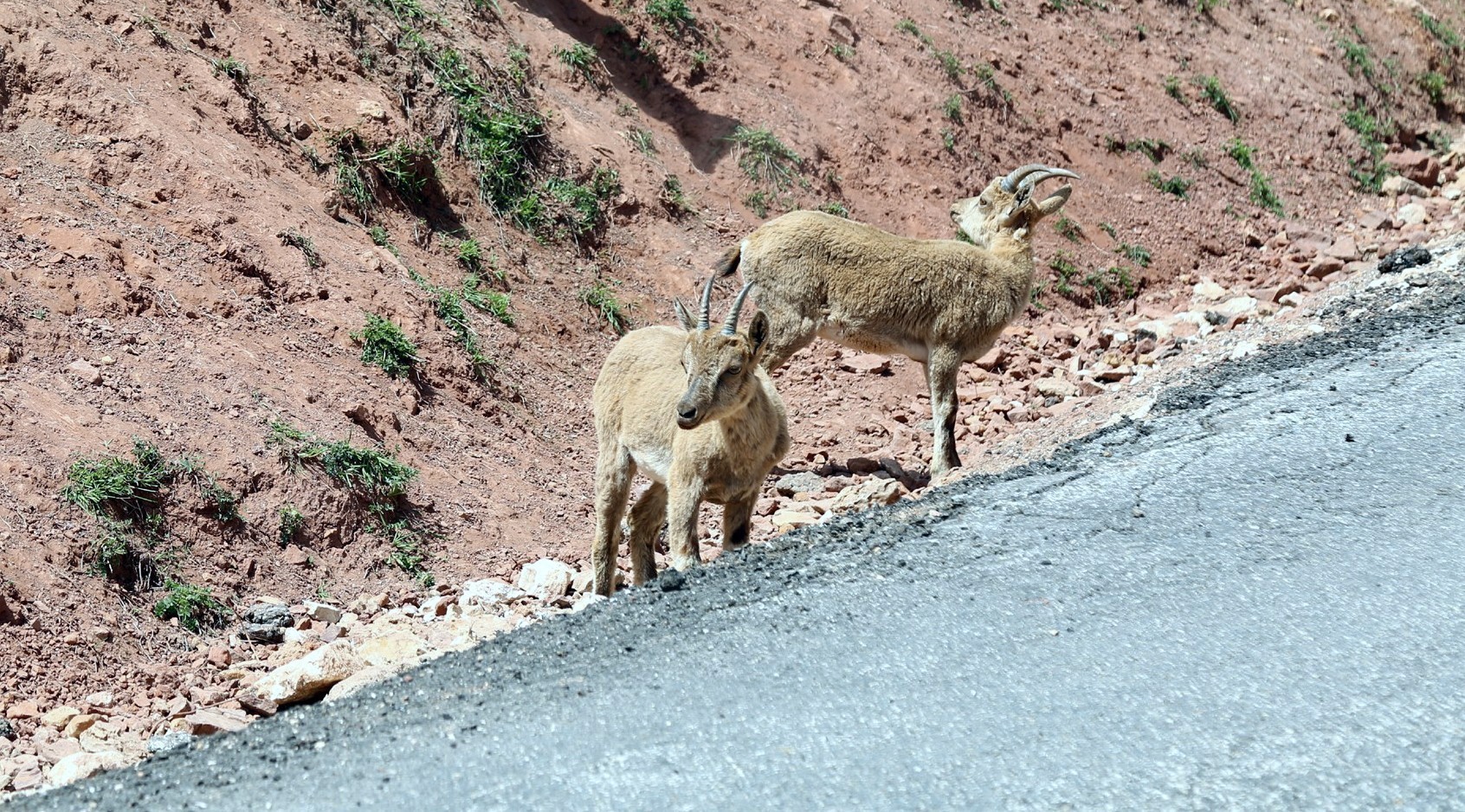 Nesli tükenmekte olan yaban keçileri karayolunda görüntülendi