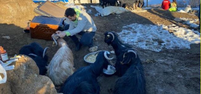 Enkaz altındaki 24 keçi bugün kurtarıldı