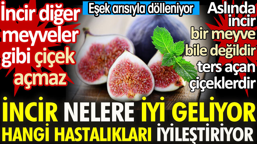 İncir nelere iyi geliyor? İncir diğer meyveler gibi çiçek açmaz. Aslında incir bir meyve bile değildir ters açan çiçeklerdir. İncir hangi hastalıkları iyi ediyor?