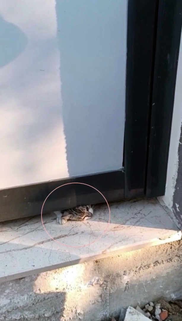 Kapının altına sıkışan kedi kurtarıldı