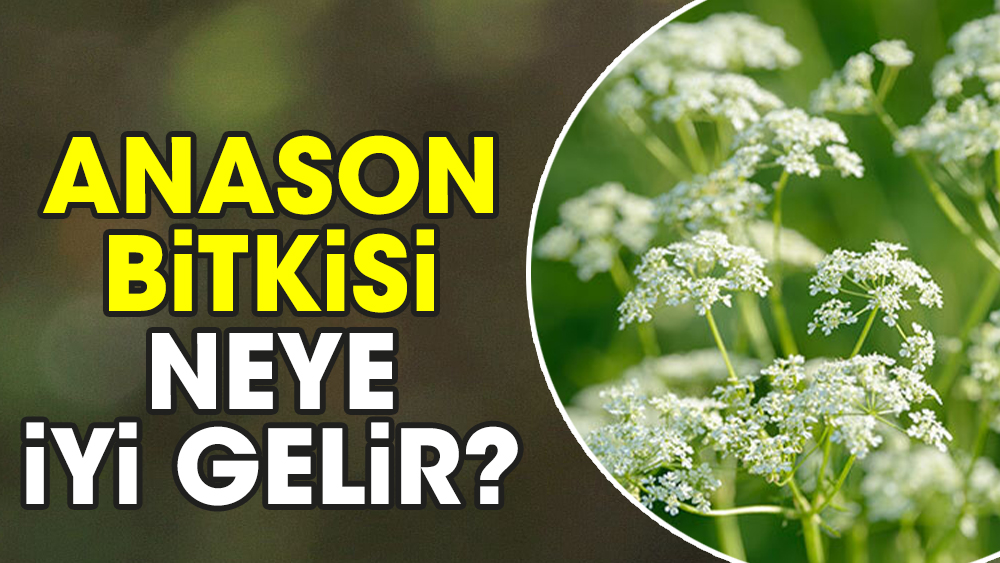 Anason bitkisi neye iyi gelir?