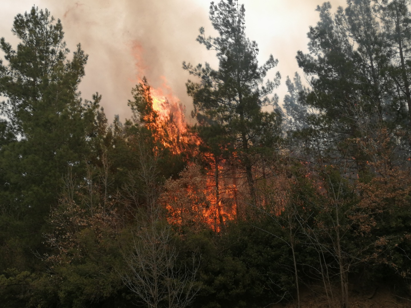 Tokat'ta orman yangını   
