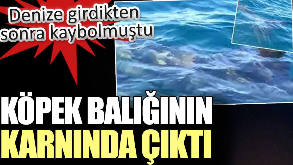 Köpek balığının karnında çıktı. Denize girdikten sonra kaybolmuştu