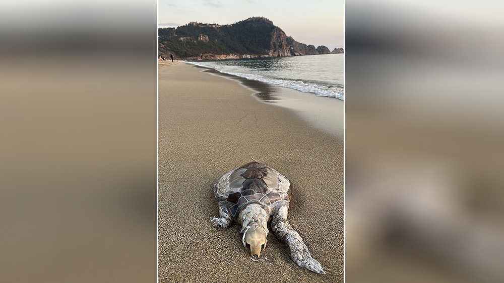 Alanya'da sahilde ölü 2 caretta caretta bulundu
