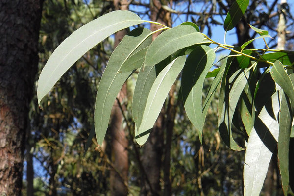 Okaliptus bitkisi kronik strese iyi geliyor