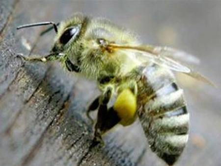 Binlerce arı tıraş edildi!