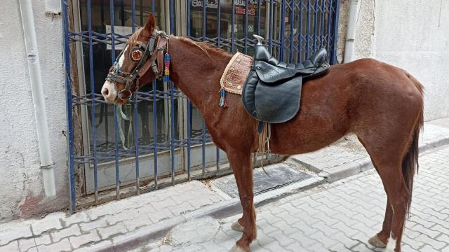 Konya’da alkollü at binicisine para cezası