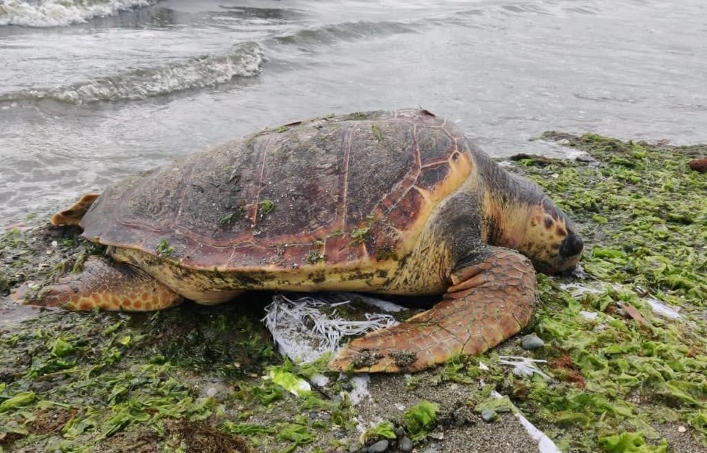 Nesli tükenme tehlikesi altındaki caretta caretta kıyıya ölü olarak vurdu