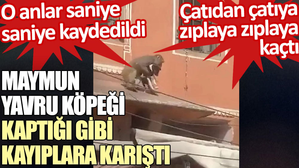 Maymun yavru köpeği kaptığı gibi kayıplara karıştı. O anlar saniye saniye kaydedildi