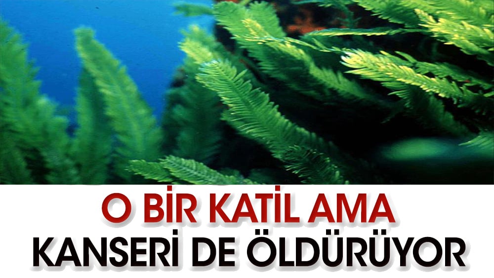 O bir katil ama kanseri de öldürüyor