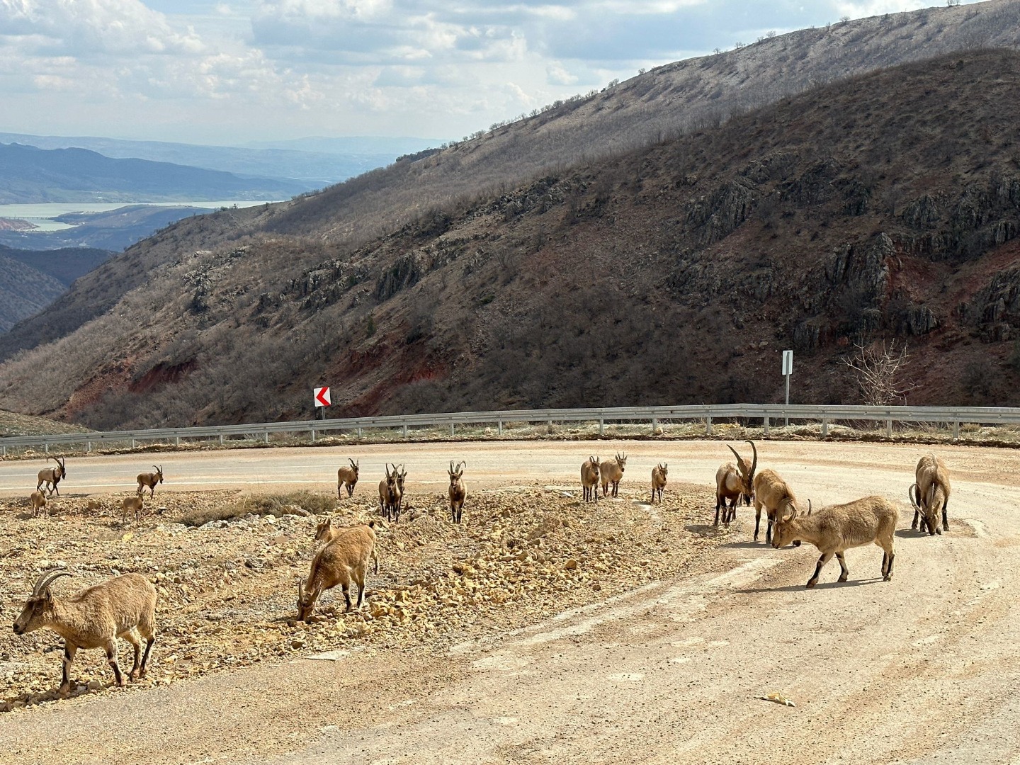 Tunceli’de karayoluna inen yaban keçileri görüntülendi