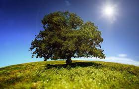 Rüyada ağaç görmek neye işaret? Rüyada ağaç görmenin anlamı nedir?