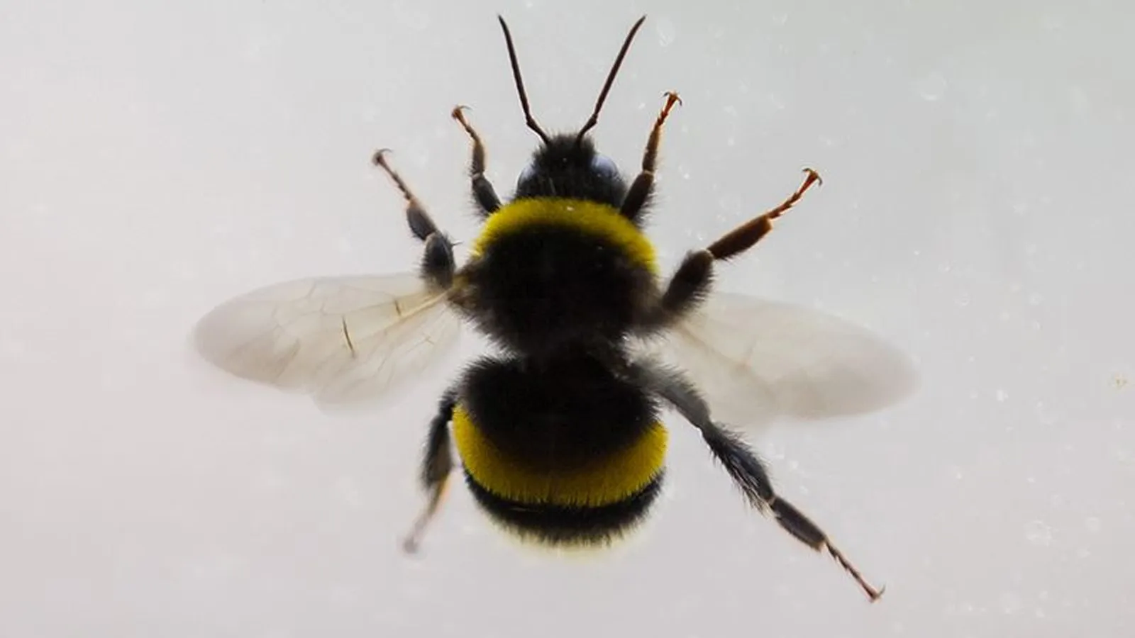 Meksika’da yaban arıları insanlara saldırdı: 1 ölü