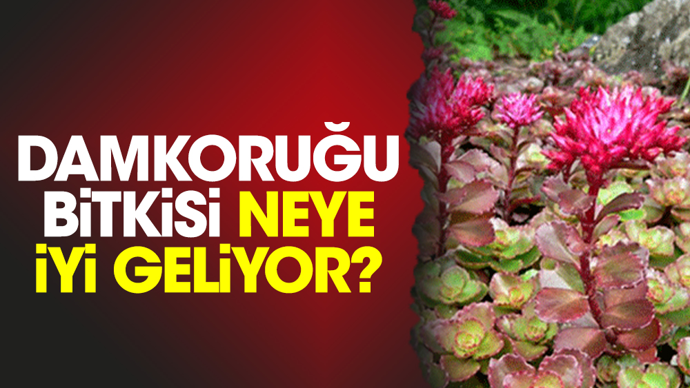 Damkoruğu bitkisi neye iyi geliyor?