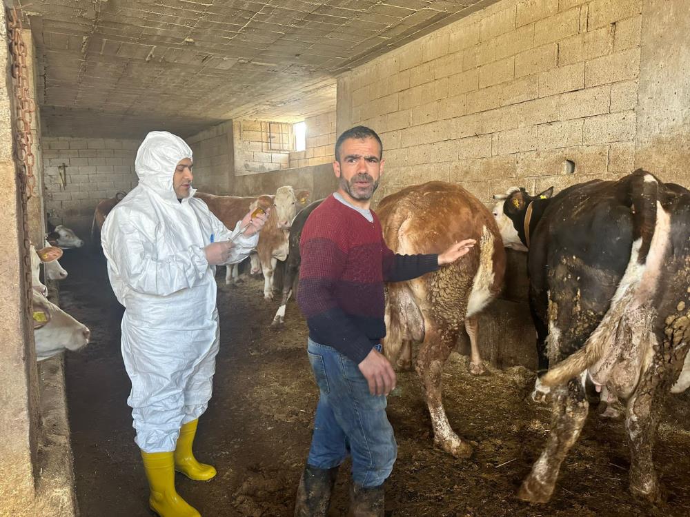 Siirt'te Şap Hastalığına Karşı Aşılama Çalışmaları Tamamlandı