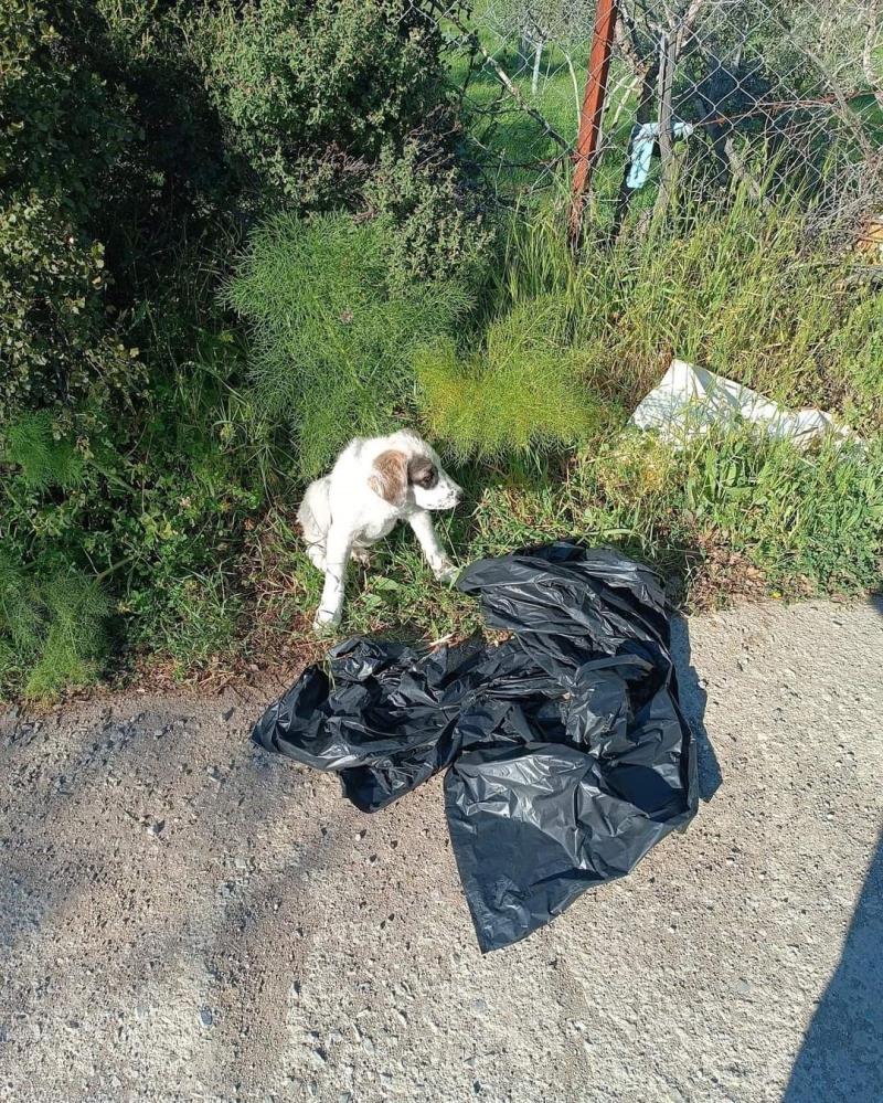 Vicdansızlık sınır tanımıyor: Yavru köpek ağzı bağlı poşete konularak yol kenarına atıldı