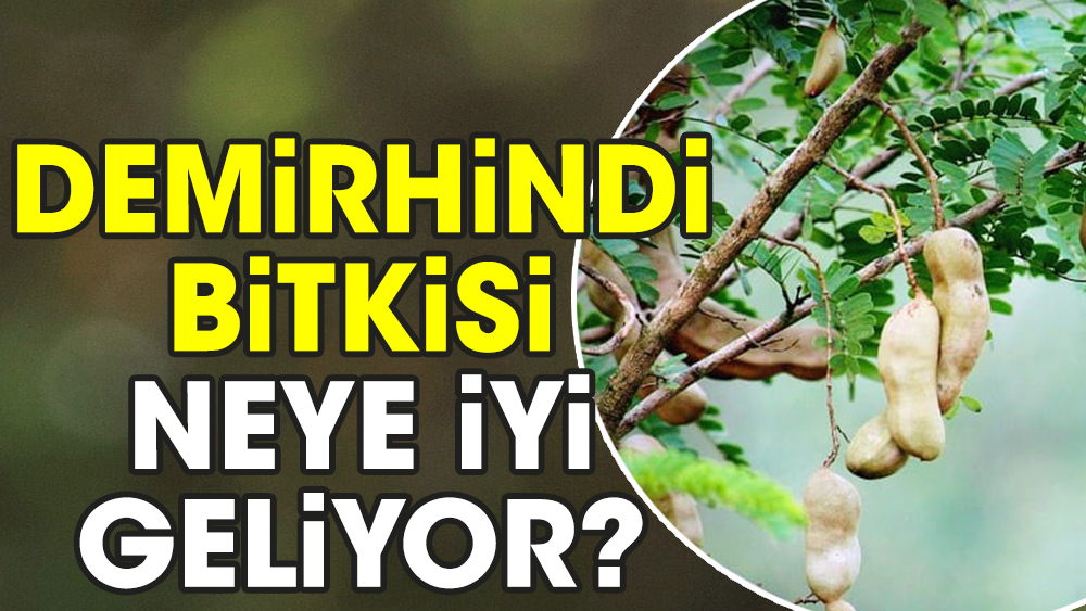 Demirhindi bitkisi neye iyi geliyor?