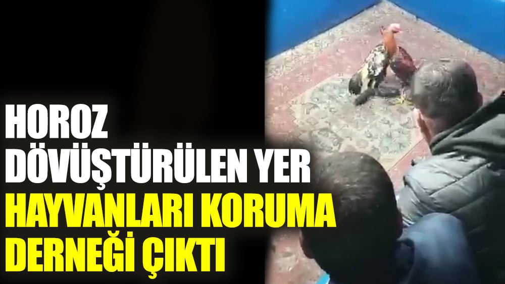 Horoz dövüştürülen yer hayvanları koruma derneği çıktı