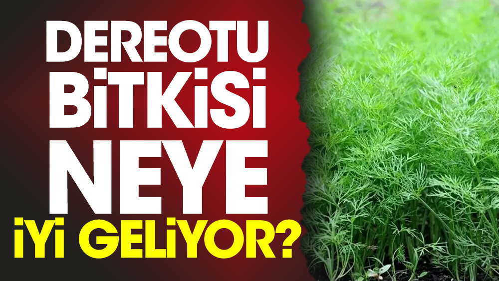 Dereotu bitkisi neye iyi geliyor?