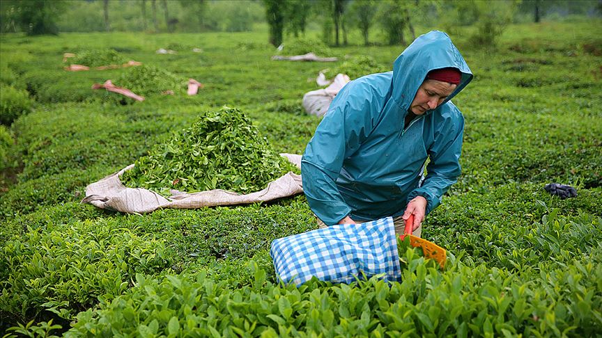Yaş çay fark ödemelerinde 2022 baz alınacak