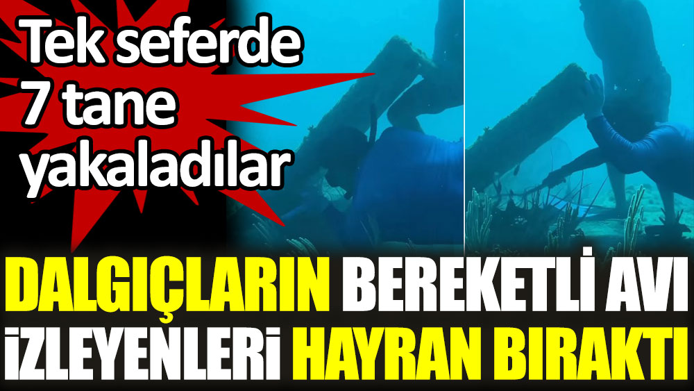 Tek seferde 7 tane birden yakaladılar. Dalgıçların bereketli avı hayran bıraktı