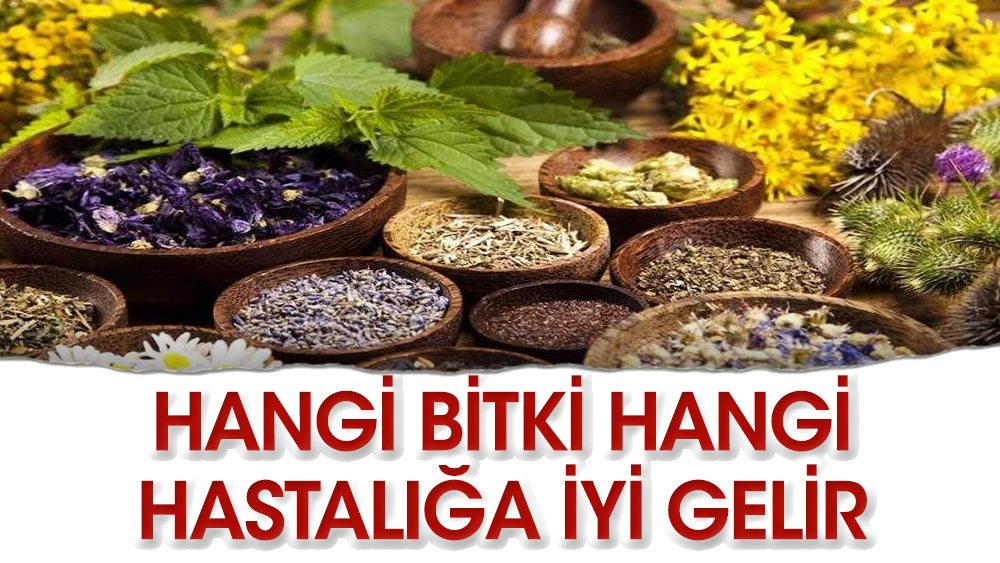 Hangi bitki hangihastalığa iyi geliyor