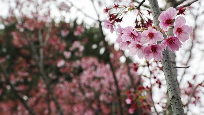 Sakura ağaçları İstanbul'da çiçek açtı