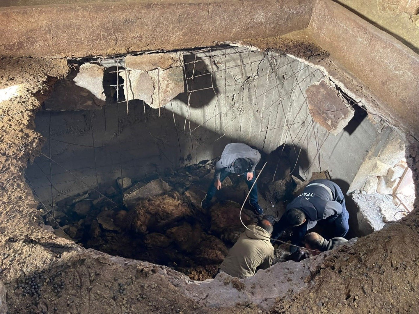 Siirt'te çöken ahırda 12 koyun telef oldu