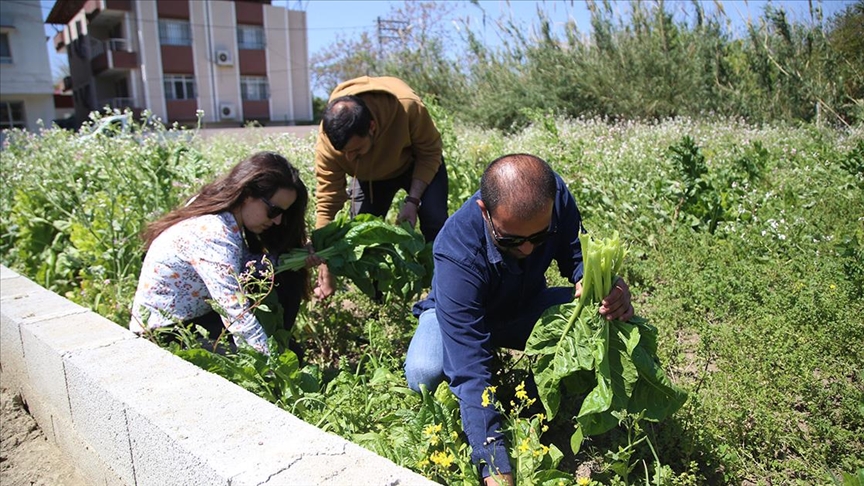 Hatay'da depremde ölen çiftçinin ürünlerini gönüllüler topladı