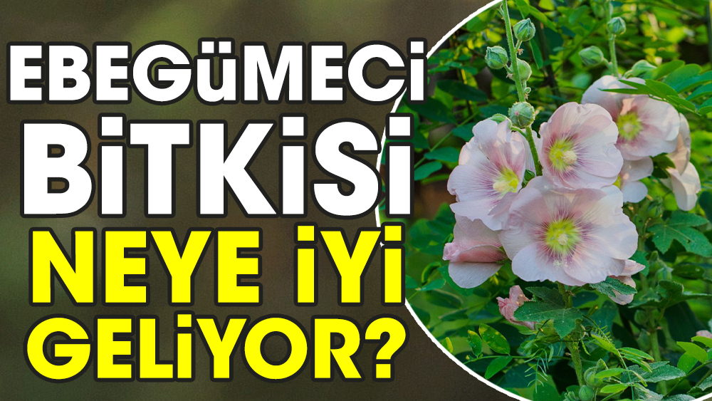 Ebegümeci bitkisi neye iyi geliyor?