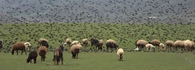 Sığırcık sürüsü koyunları ablukaya aldı