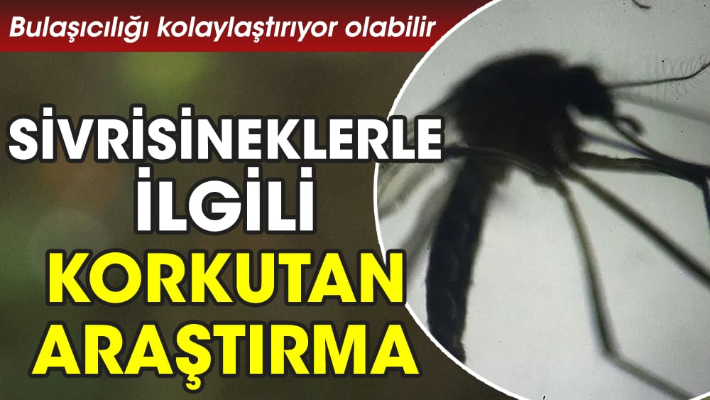 Sivrisineklerle ilgili korkutan araştırma. Bulaşıcılığı kolaylaştırıyor olabilir