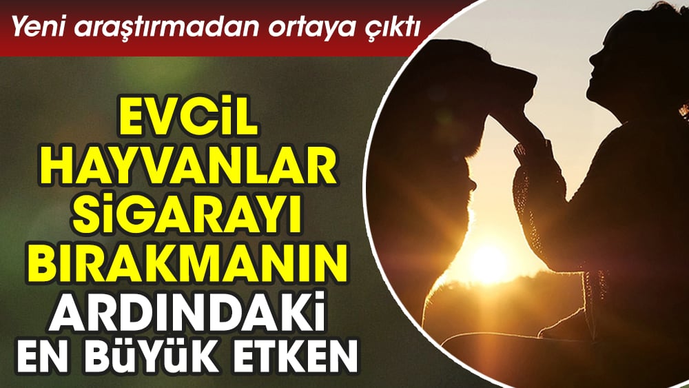 Yeni araştırmadan ortaya çıktı. Evcil hayvanlar sigarayı bırakmanın ardındaki en büyük etken