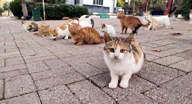 Kadıköy’de toplu kedi ölümleri: İnceleme başlatıldı