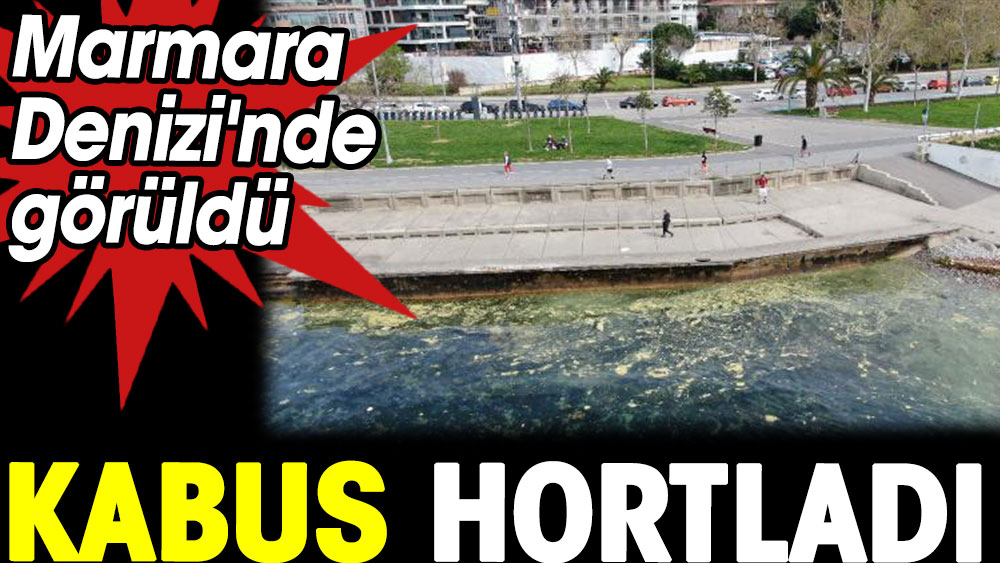 Marmara Denizi'nde görüldü. Kabus hortladı