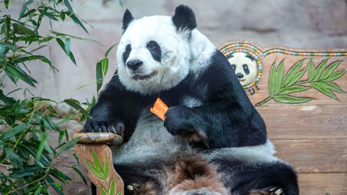 Tayland'daki dev panda Lin Hui 22 yaşında öldü