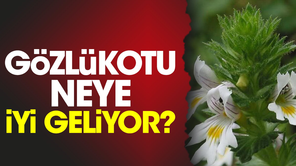 Gözlükotu neye iyi geliyor?