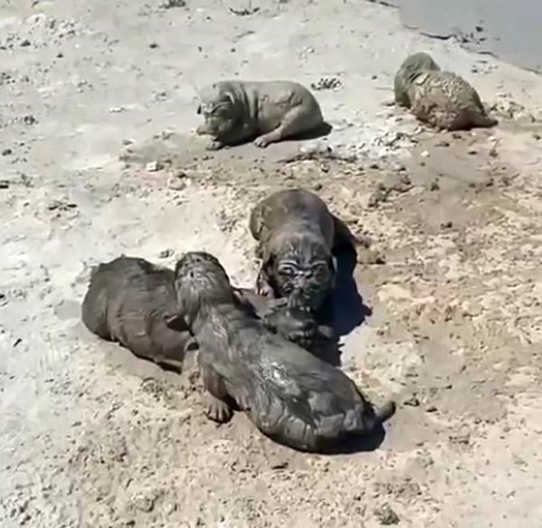 Yavru köpeklere beton atık döküldü. İşte infial yaratan görüntüler