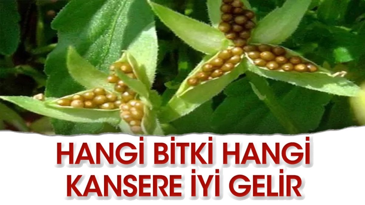 Hangi kansere hangi bitki iyi gelir