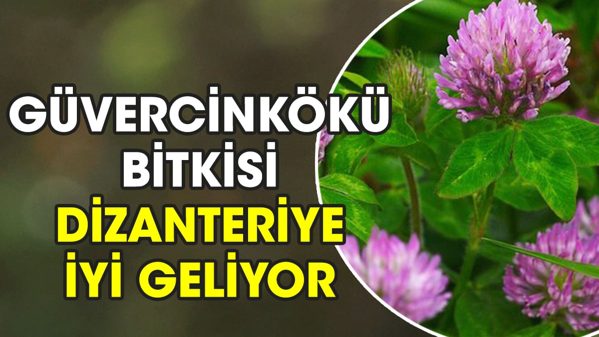 Güvercinkökü bitkisi dizanteriye iyi geliyor