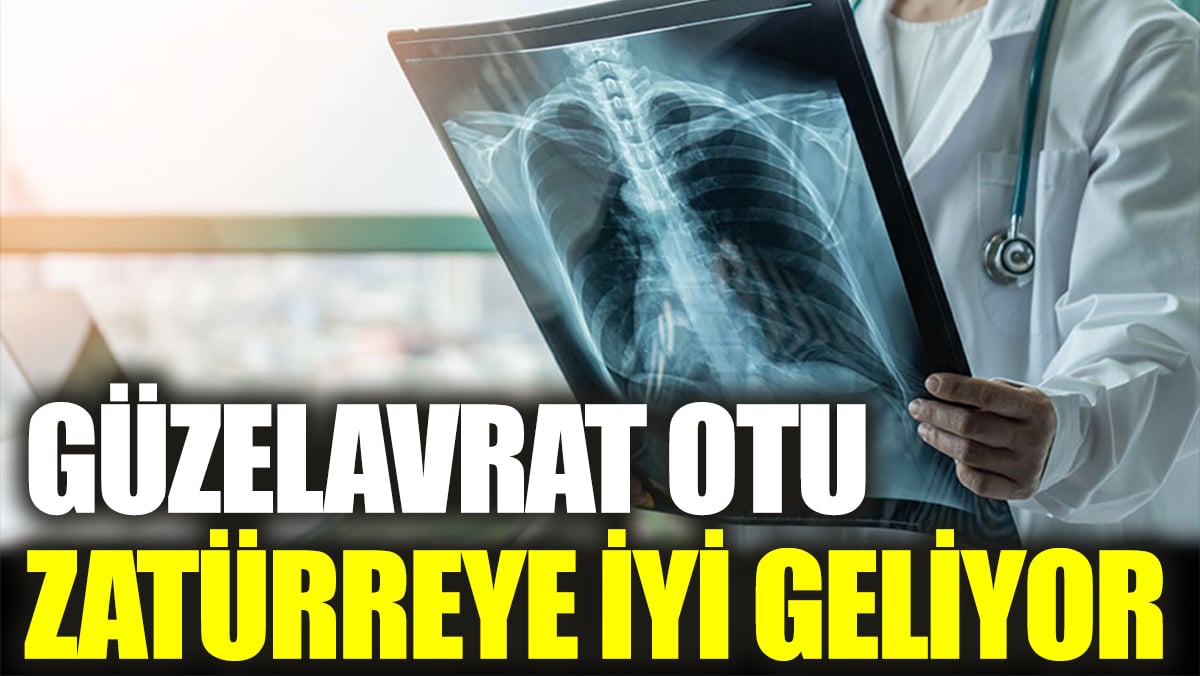 Dikkat çeken ot zatürreye iyi geliyor