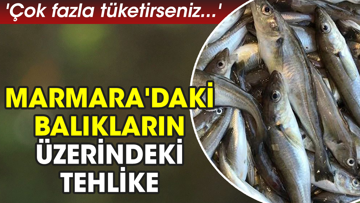 'Çok fazla tüketirseniz...' Marmara'daki balıkların üzerindeki tehlike