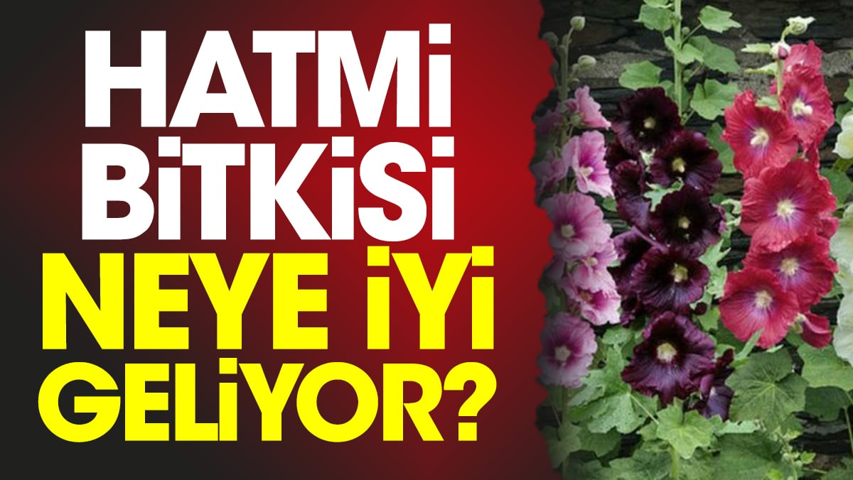 Hatmi bitkisi neye iyi geliyor?