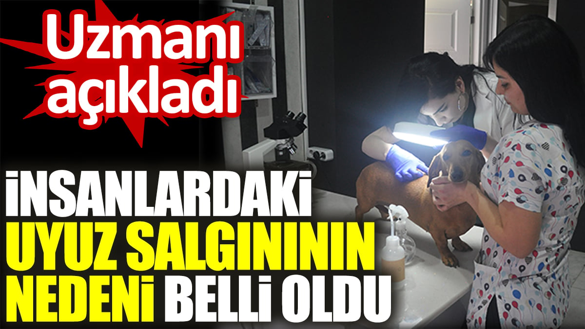 Uzmanı açıkladı. Hayvandan insana uyuz salgını geçiyor mu?