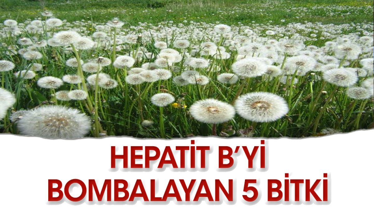 Hepatit B düşmanı 5 bitki