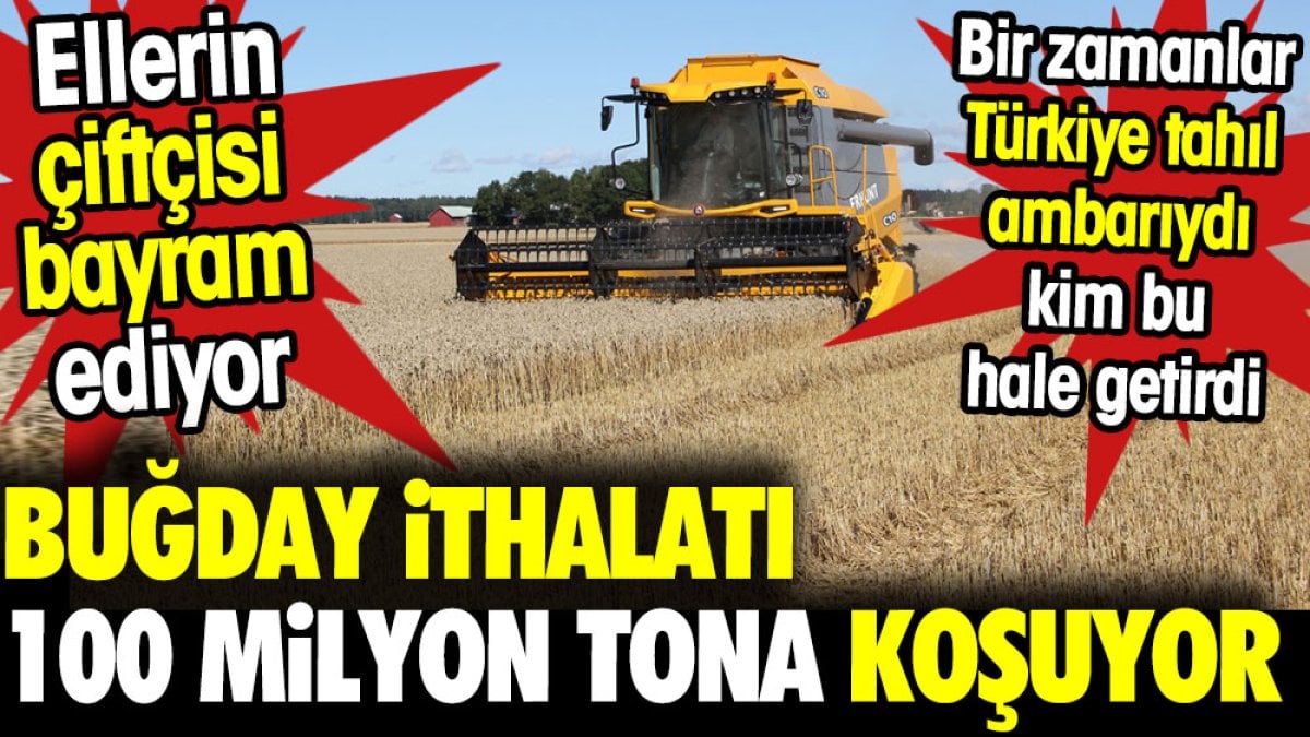 Buğday ithalatı 100 milyona tona koşuyor. Ellerin çiftçisi bayram ediyor