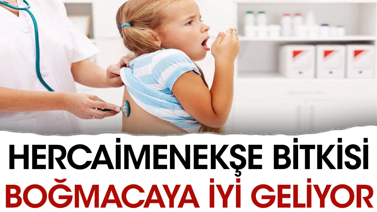 Dikkat çeken bitki boğmacaya iyi geliyor