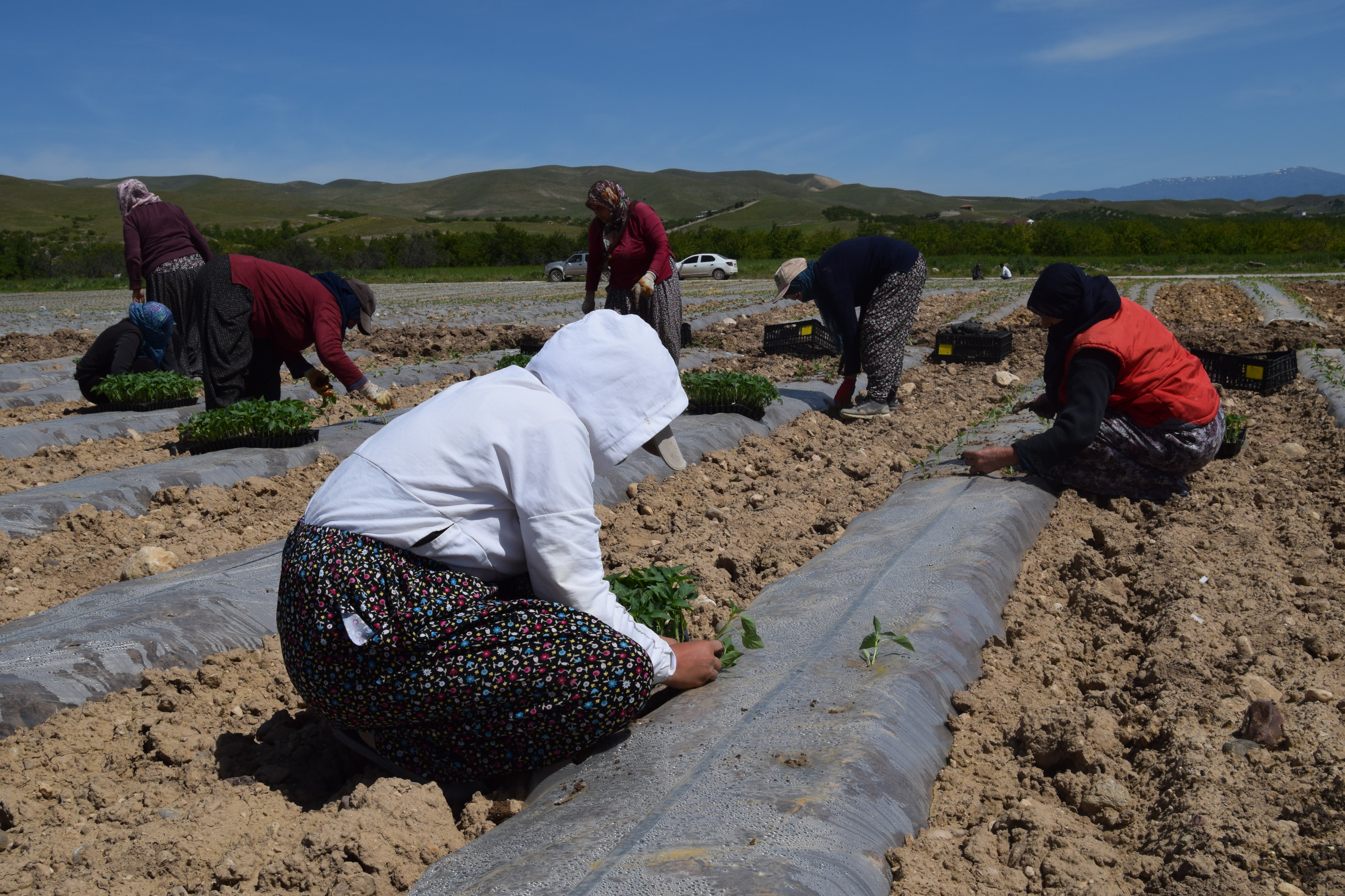 Deprem tarımı da vurdu mevsimlik işçi bulunamıyor