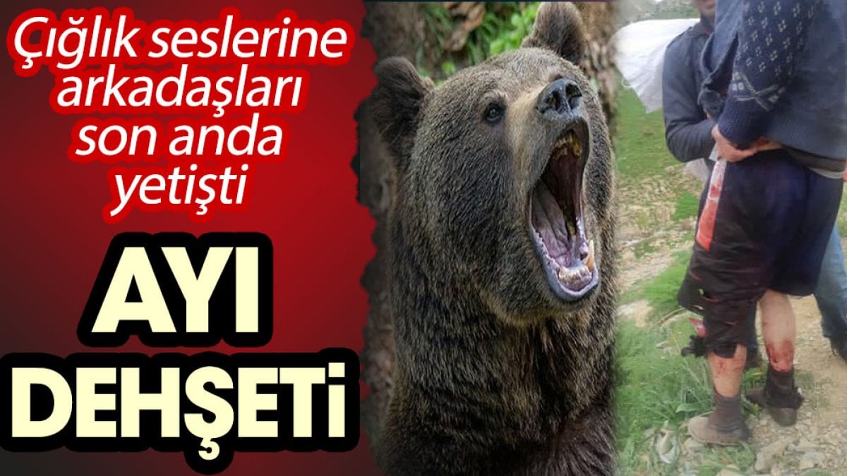 Ayı dehşeti! Çığlık seslerine arkadaşları son anda yetişti